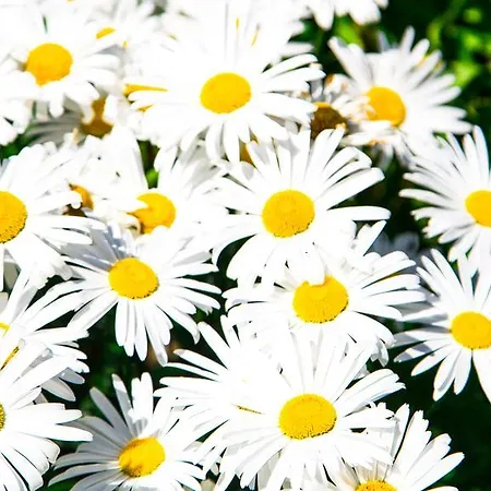 ホテル Christine アイゼンベルク